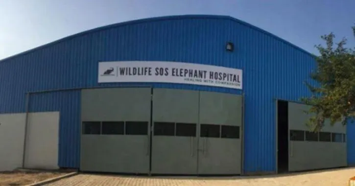 elephant hospital